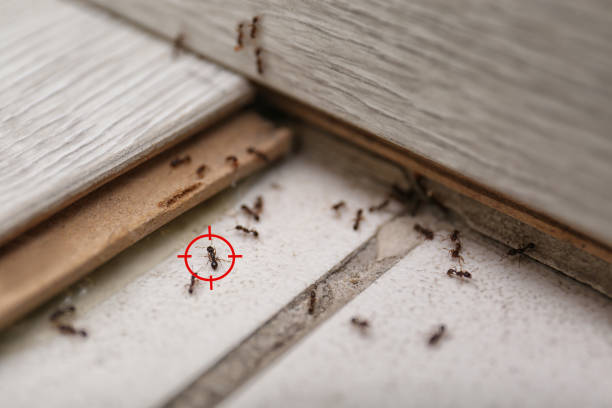 Best Mosquito Control Services  in Baden, MD
