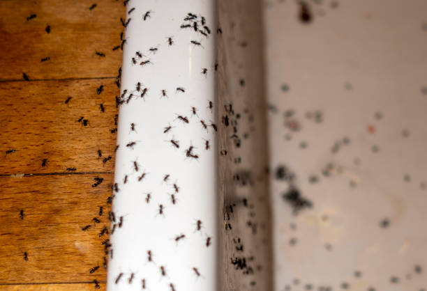 Best Pest Control Cost  in Baden, MD